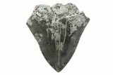 Partial, Fossil Megalodon Tooth - Serrated Edge #370229-1